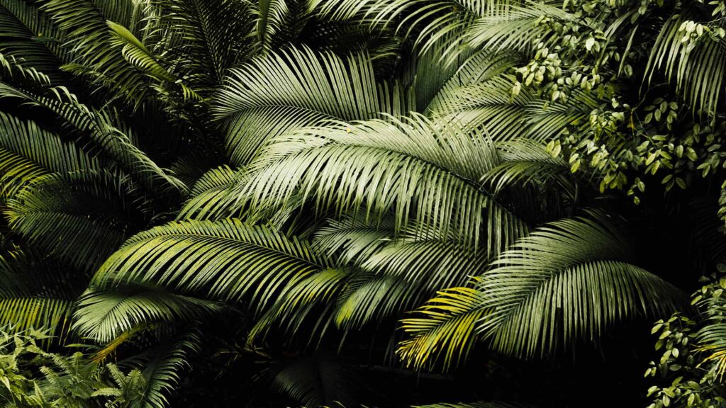 sustainable-landscape-lush-forest
